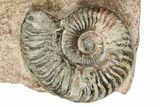 Three Ammonite (Hammatoceras) Fossils - Belmont, France #191716-3